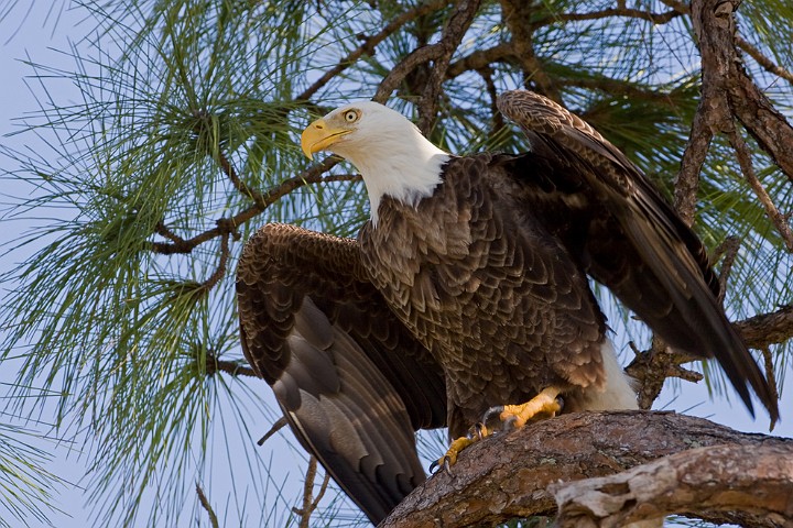 Weikopf-Seeadler Haliaeetus leucocephalus Bald Eagle